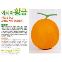 멜론씨앗종자 아시아황금 멜론 (100립)
