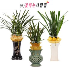 철골소심난개업관엽 TOP01
