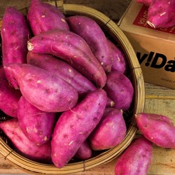 [전라도 꿀고구마] 베니하루카 꿀 고구마 3kg 5kg 10시이전 당일출고