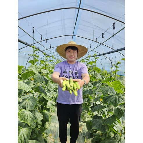 [산지직송 당일발송] 예스팜오이 백다다기 오이 오이지오이 소박이오이 양주오이 오이 피클오이 2kg, 5kg, 1박스, 2kg