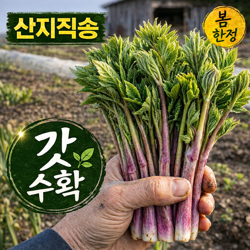 [당일선별] 남해산 생두릅, 굵은 두릅, 신선 봄나물, 산지직송, 500g, 1개