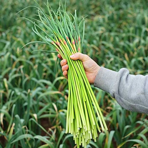 2026년 국내산 햇 마늘쫑 특품, 1개, 2kg