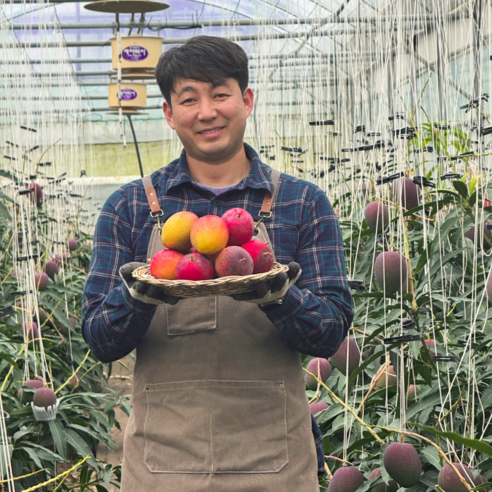 [한정수량 추가할인] 특품선별 제주애플망고, 1박스, 프리미엄3kg(5-6과)