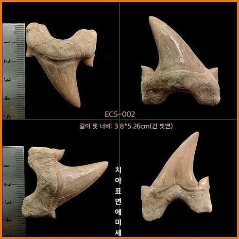 고대 상어 메갈로돈 이빨 화석 실물 표본 전시 수집용 해양 화석, ECS-002(아크릴박스 포함)