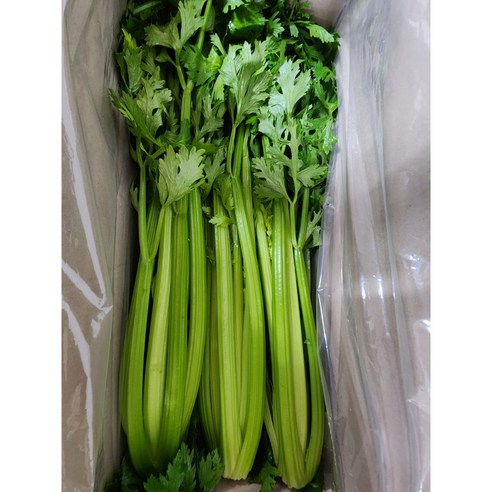 유기농 국내산 샐러리 당일수확 최상급 2kg 3kg 5kg 10kg, 1개, 국내산샐러리 2kg