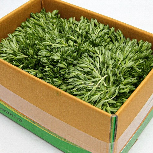 국내산 특품 돌나물 반박스 2kg 돈나물 나물반찬 가락시장 당일새벽경매