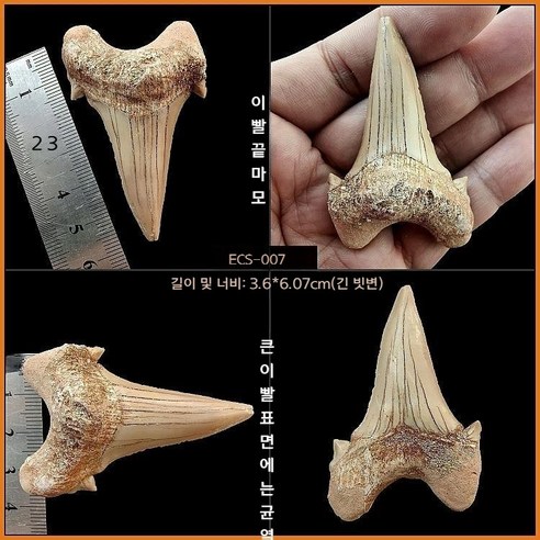 고대 상어 메갈로돈 이빨 화석 실물 표본 전시 수집용 해양 화석, ECS-007(아크릴박스 포함)