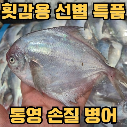 [통영직송] 국내산 생물 병어 횟감 특품