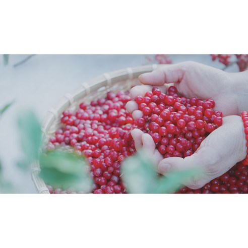 토종보리수 열매(냉동)