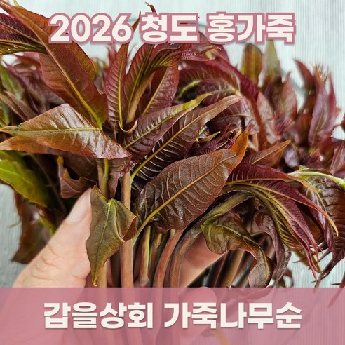 [갑을상회] 토종 가죽나물 가죽나무순 청도 참죽나무순 홍가죽순