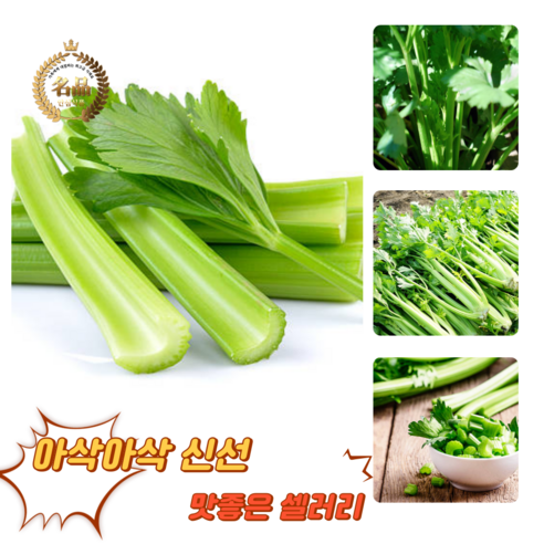 [굿피플] 셀러리 국내산셀러리 샐러리 celery 새러리 야채셀러리 셀러리스틱, 2kg, 1박스