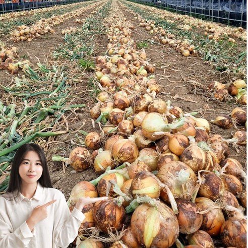 26년수확 일등농수산 국내산 경남 햇 양파, 1개, 3kg (특)