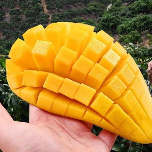 [백화점급] 초고당도 18브릭스이상 무지개 골드망고, 1세트, 4kg