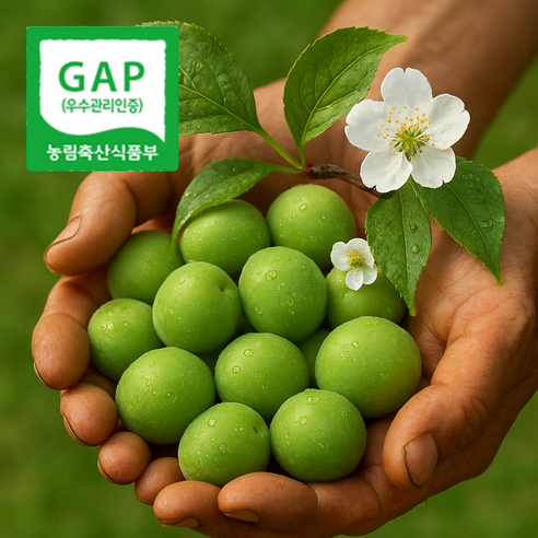 GAP인증 하동 매실 지리산 산지직송 청매실