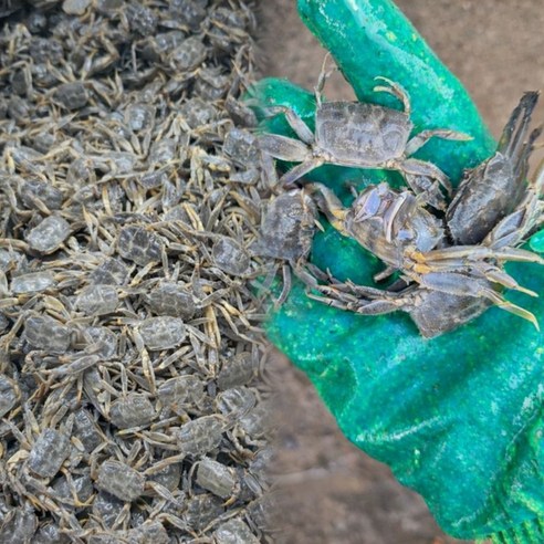 남해안 생물 별량 칠게 산지직송, 5개, 500g (50미내외)