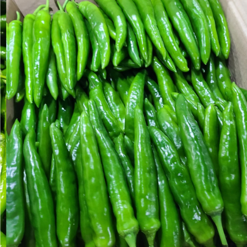 국내산 아삭이 오이맛 고추 식자자 마트용 가정용, 1개, 1kg