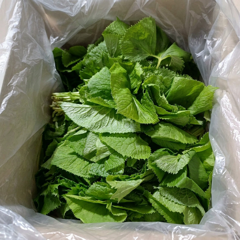 강원도 산지직송 국내산 유기농 곰취 나물, 1박스, 500g