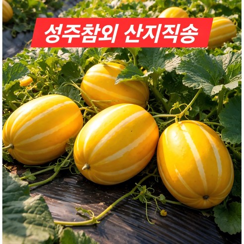 [고당도] 성주 꿀참외 산지직송 당일수확 당도선별 가정용3kg 5kg, 1박스, 혼합과3kg