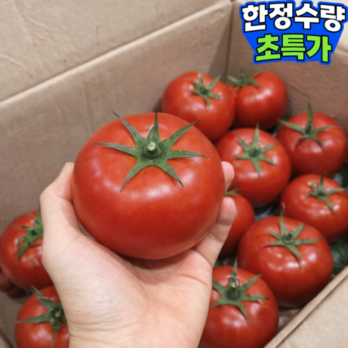 [6차완판초특가] 완숙 찰 토마토 산지직송 국내산