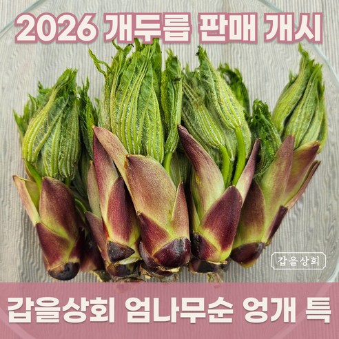 [갑을상회] 지리산 엄나무순 백운산 개두릅 엉개 엉게 특품