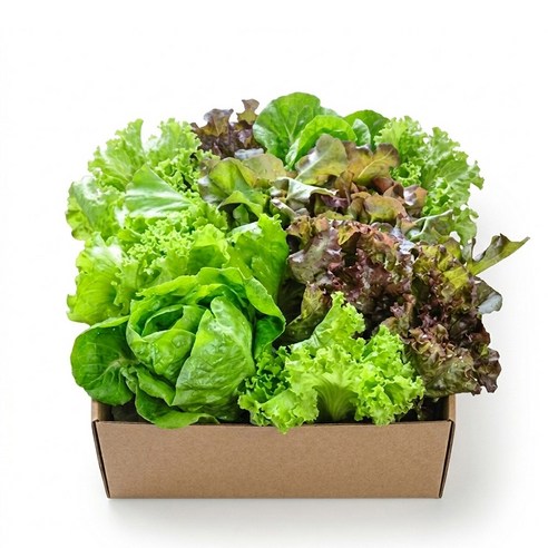 자연한입 무농약 유러피안 쌈채소 샐러드, 1kg, 1개