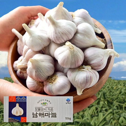 남해군농협 햇 마늘 특등급 상등급 보통급 국산 통마늘 피마늘 남도마늘 제철 채소 저장용 김장 요리 (D)