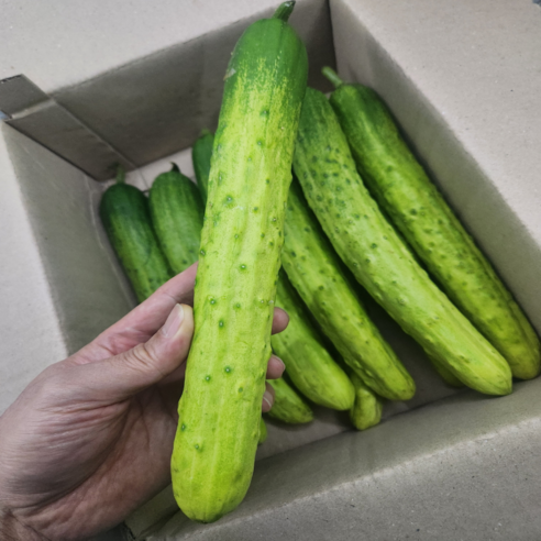 [국내산] 아삭아삭 백오이 백다다기 오이, 1개, 5kg