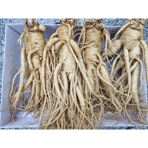풍기 인삼 6년근 왕특대굵기 수삼 1kg (6-8뿌리 황난수삼) 무료세척인삼 현대만석인삼사
