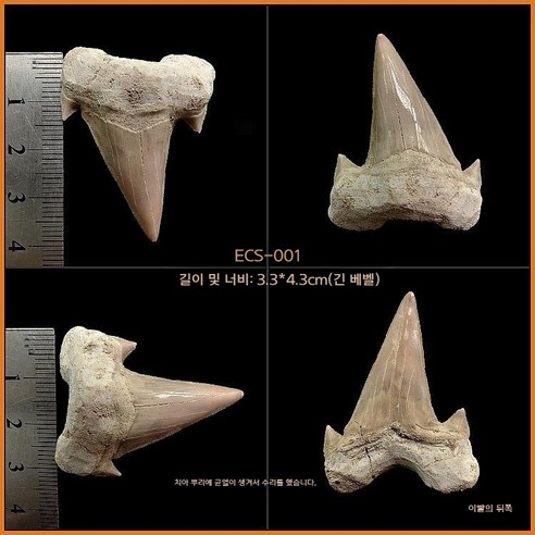고대 상어 메갈로돈 이빨 화석 실물 표본 전시 수집용 해양 화석, ECS-001(아크릴박스 포함)