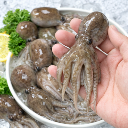 [당일조업배송]국내산 서해안 최상급 생물 활쭈꾸미 알배기, 특품, 1kg