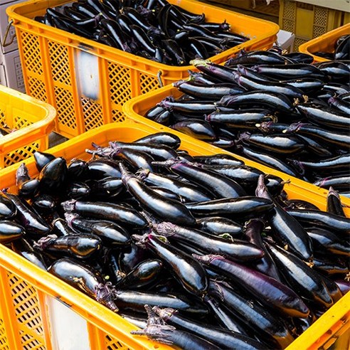 국산 여주금보라 가지 특 상 산지직송, 1개, 상 2.5kg