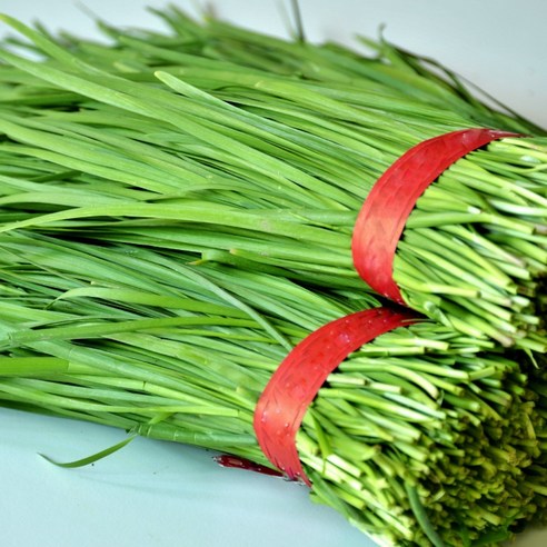 < 바른농산 > 당일수확 국내산 부추 묶음 (1단 500g), 2개, 700g