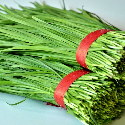 < 바른농산 > 당일수확 국내산 부추 묶음 (1단 700g), 5개, 700g