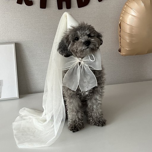 하피블리 강아지 고깔 생일 파티 용품 고양이 생일상, 1개