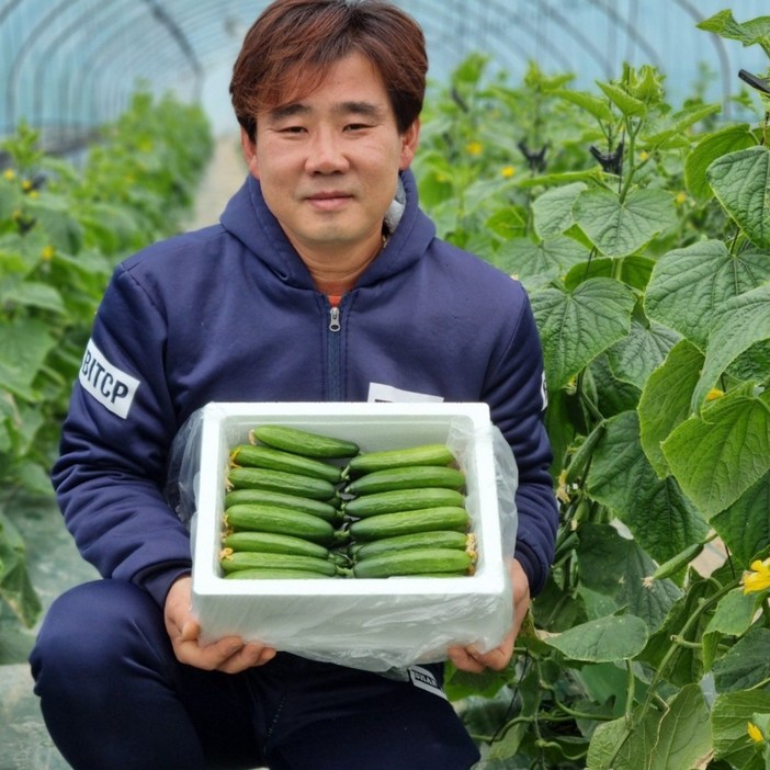 양주바른농원인삼먹인 미니오이 직접생산 산지직송  당일수확 GAP인증 수분가득 맛있는 미니오이  1.3KG  2.5KG  4KG