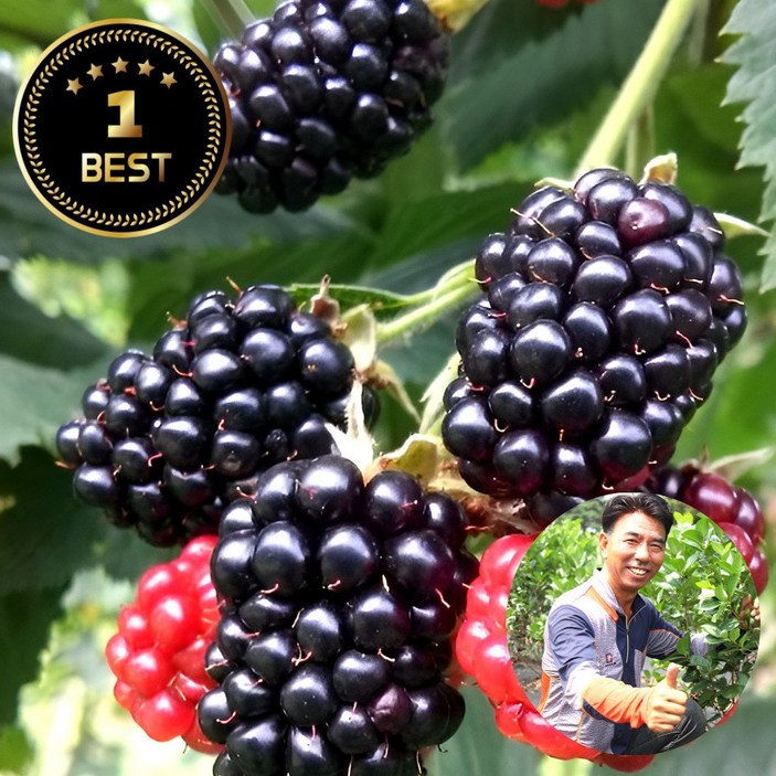 국내산 슈퍼복분자 햇 블랙베리 제철 과일 급냉 최고당도