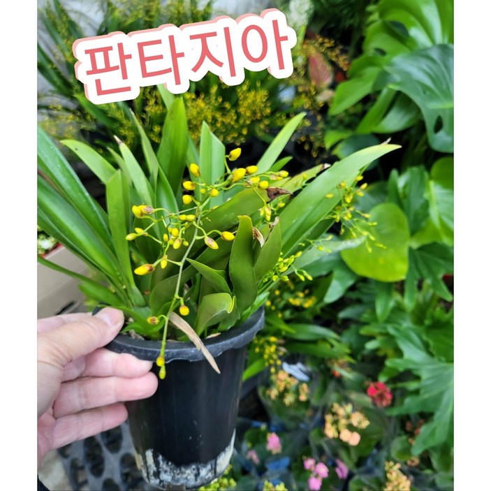 환타지아난-온시디움-서양난/몽글몽글한 꽃봉오리가 달린 환타지아