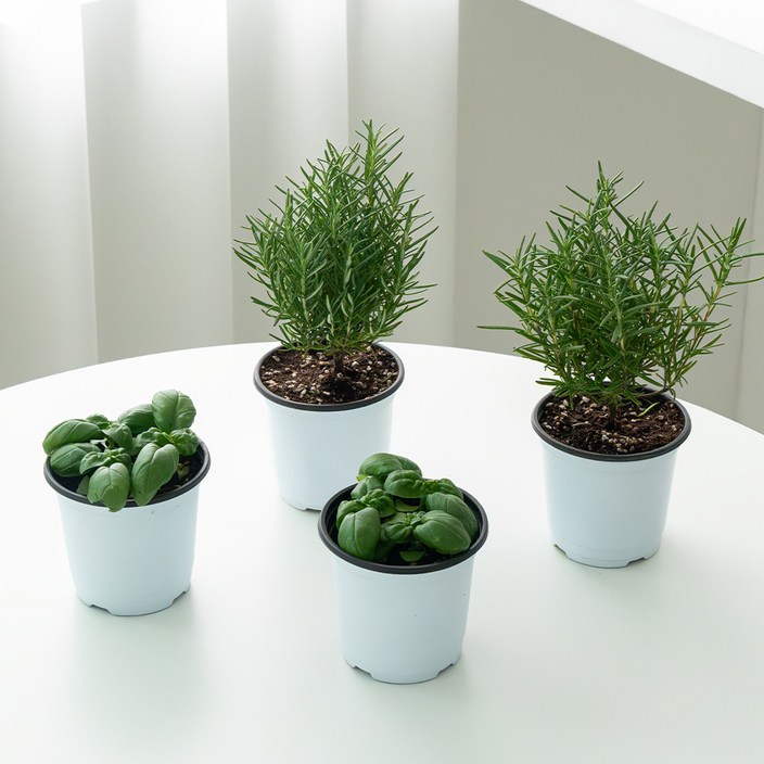 [로켓프레시] 코코도르팜 허브 포트 소형 로즈마리 2p + 바질 2p 세트, 혼합색상, 1세트