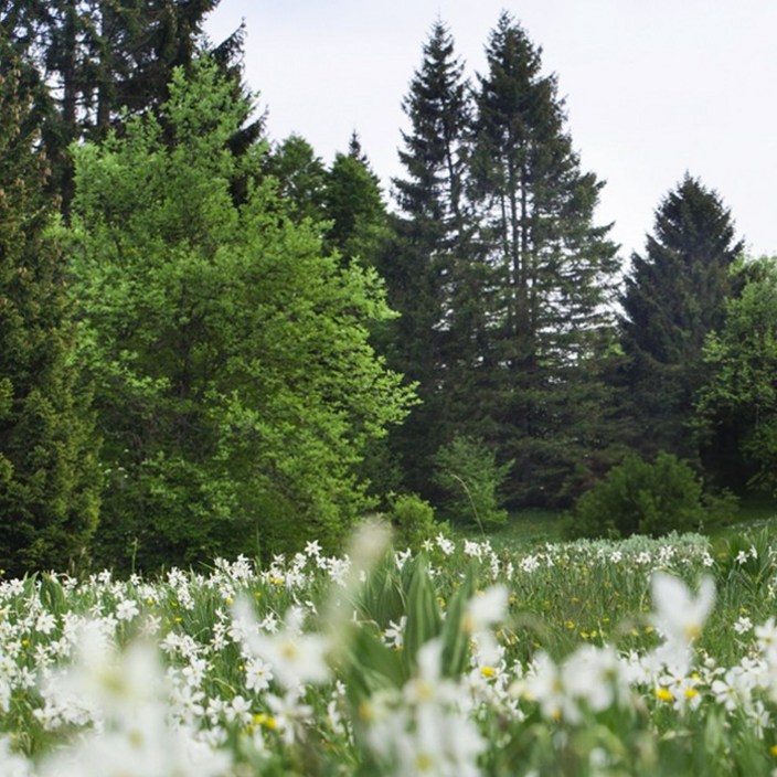 캔들나라 KP 바이레도 타입 발다프리크