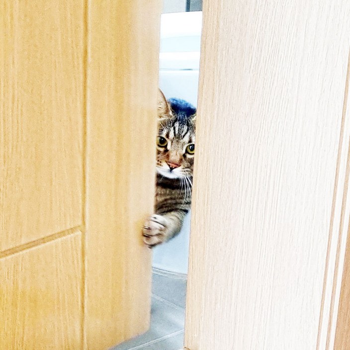 방문 펫도어 고양이 자동문 반려동물 스스로 여닫는 신개념 캣도어 강아지 고양이 여닫이문