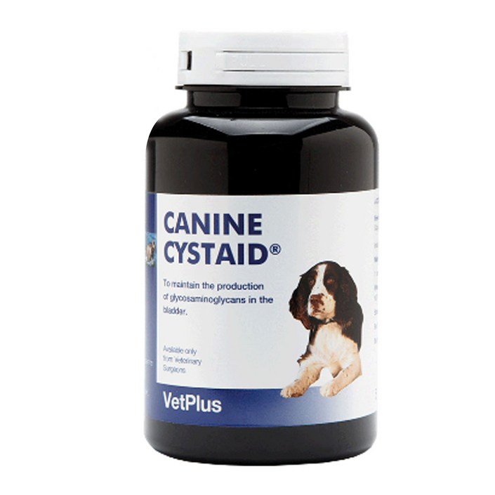 벳플러스 케닌 시스테이드 강아지 비뇨기계 영양제 120캡슐, 단품 - 캠핑밈