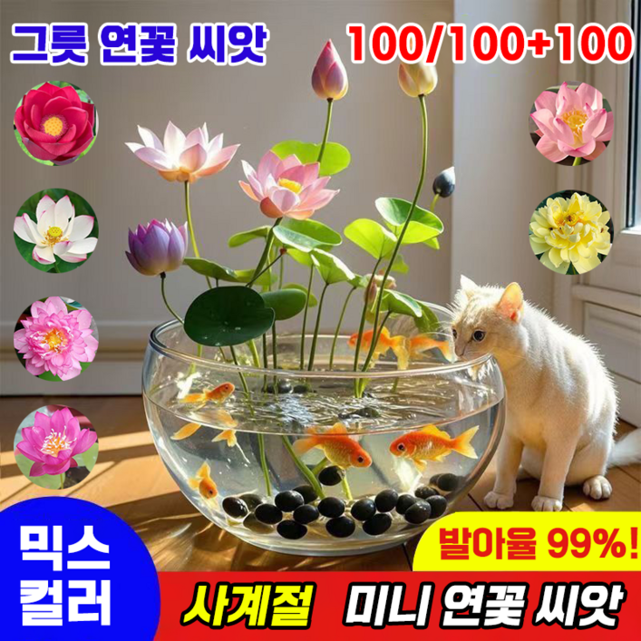 [국내배송] 100알 미니 연꽃 씨앗 수경식물 연못 수중재배 관상용 수련 그릇 행운 수반 연꽃 종자 실내식물 발아율99%, 100개