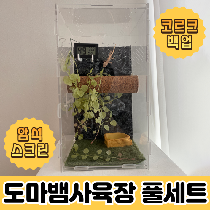 크레용샵 도마뱀 사육장 크레스티드 게코 크레용샵 도마뱀 사육장 크레스티드 게코