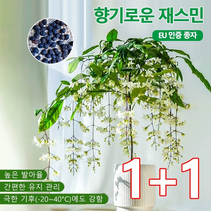 11【향기가 멀리 퍼집니다】강렬한 향의 매달린 재스민 씨앗