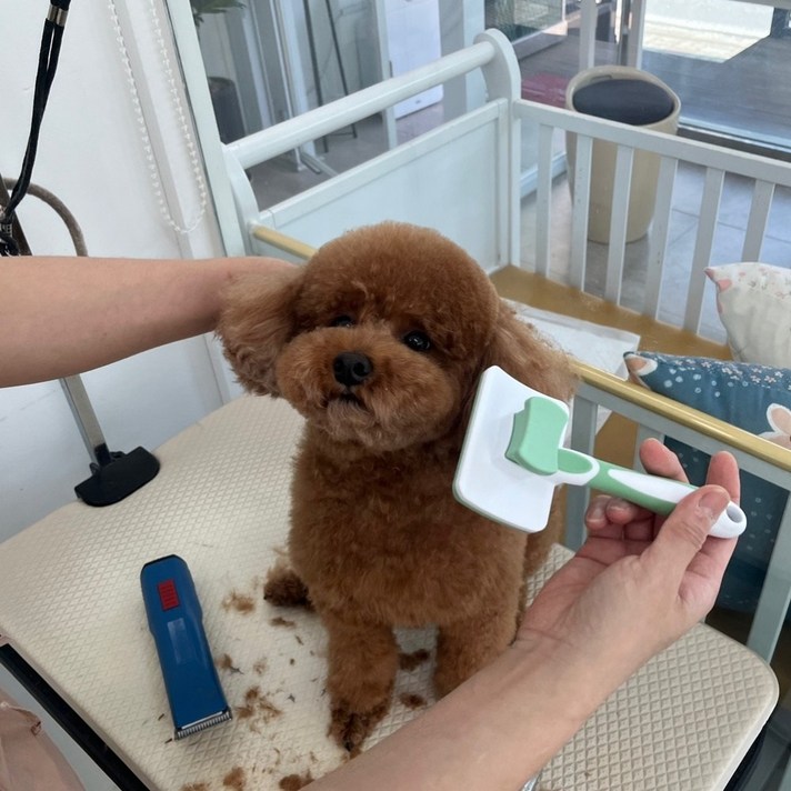 하울펫 슬리커브러쉬 고양이 강아지빗 브러쉬 슬리커, 페퍼민트그린, 1개 하울펫 슬리커브러쉬 고양이 강아지빗 브러쉬 슬리커, 페퍼민트그린, 1개