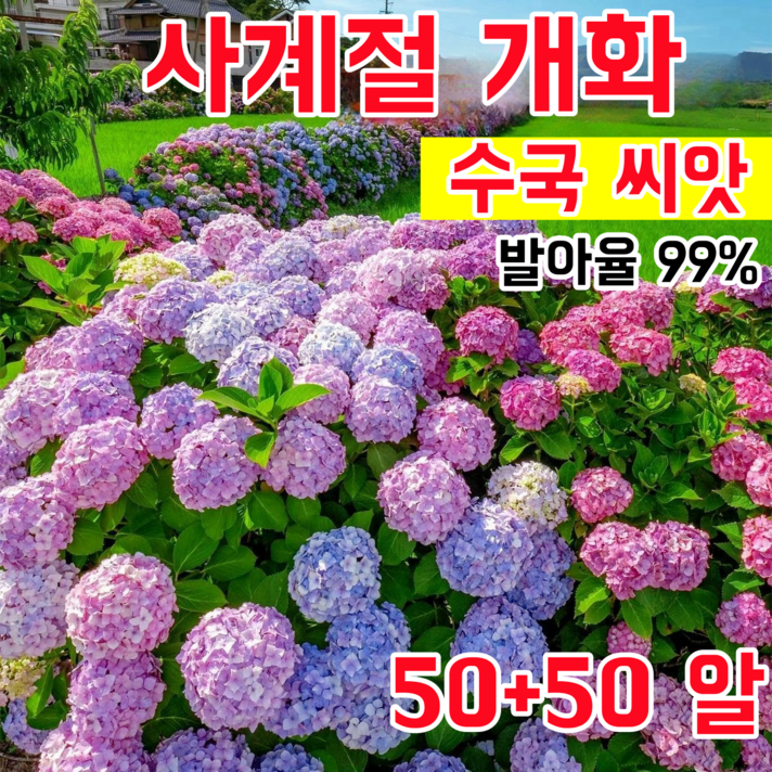 발아율 99 사계절 개화 수국 씨앗 초장기 개화 대형 꽃다발 정원 베란다 초보자 친화적 재배, 100개