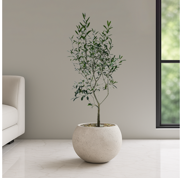 농원청년 달항아리화분 개업화분 거실화분 개업식화분 카페 병원 사무실 개원 인테리어식물 개업 집들이선물 실내 공기정화식물 올리브나무 홍콩야자 쉐프렐라 여인초 뱅갈고무나무 아레카야자, 1개